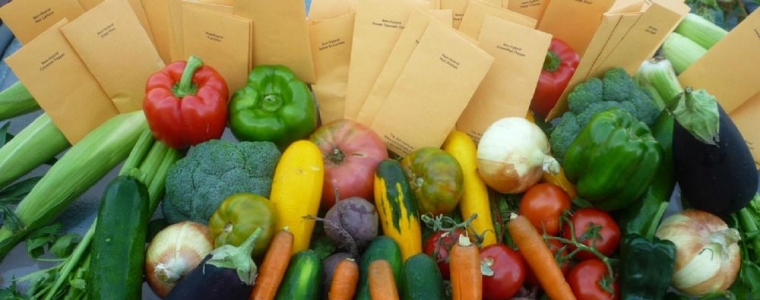 Dizajnerica Holy: GMO doli!