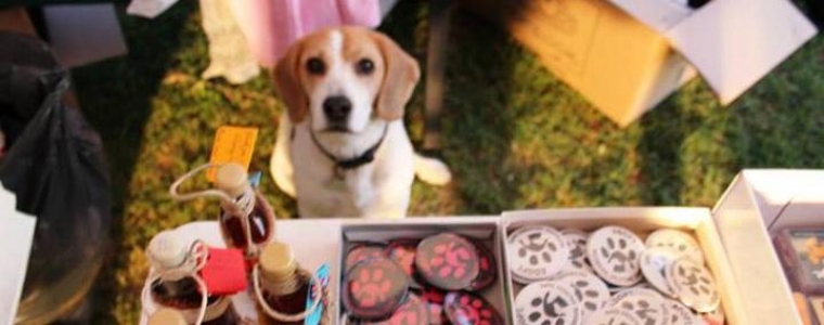 Splitske šape još bez doma