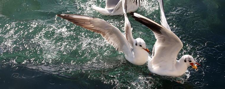 Fotografija za vikend na moru