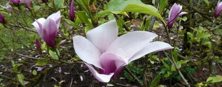 Magnolia Nigra