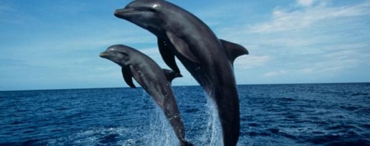 Volontiraj u Italiji