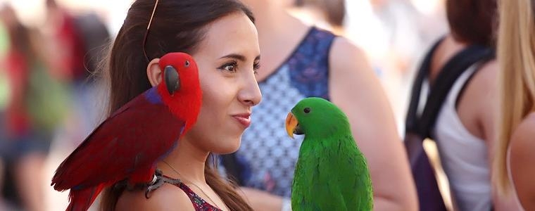 Dubrovački ljetni đir