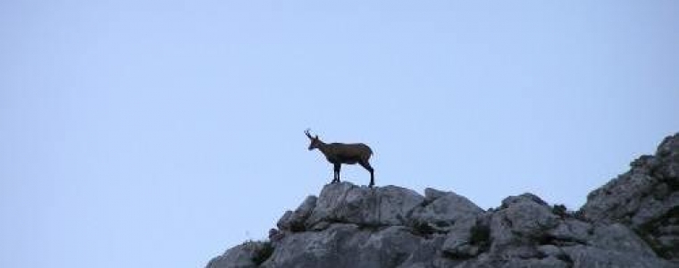 Everybody loves Jozo