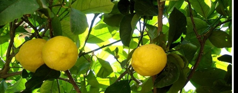 Volonterski kamp na Siciliji