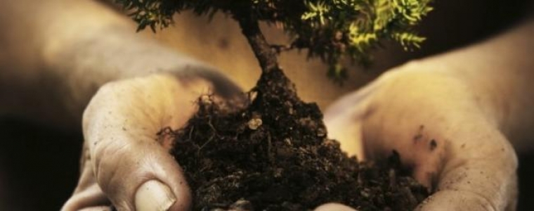 Posadi stablo na Murteru