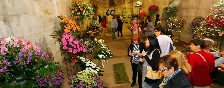 40 lita Split cvita u Podrumima