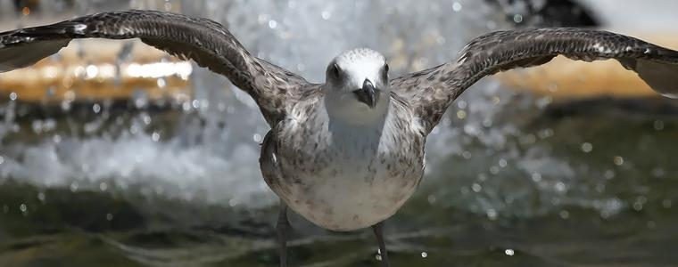 Prvi đir u kolovozu