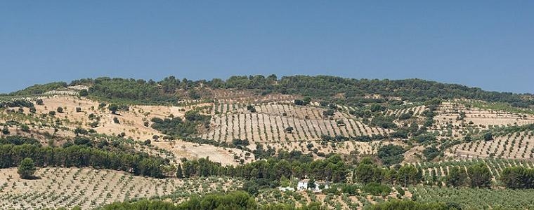 Besplatno uči o maslinarstvu