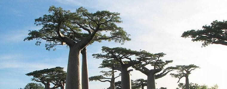 Volontiraj na Madagaskaru