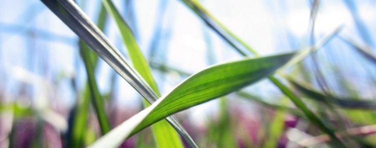 Na EkoFjeri svira Rundek!