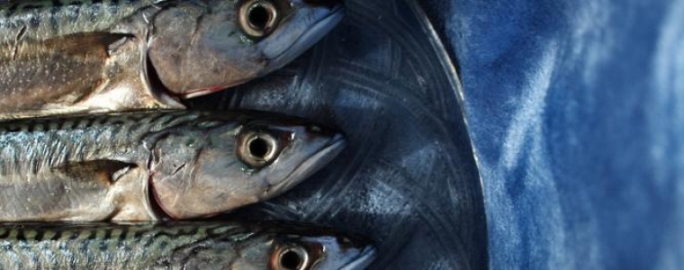 Maturalna izložba ŠLU