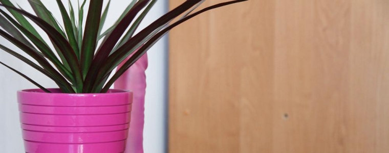 Apartment u Klubu Zona