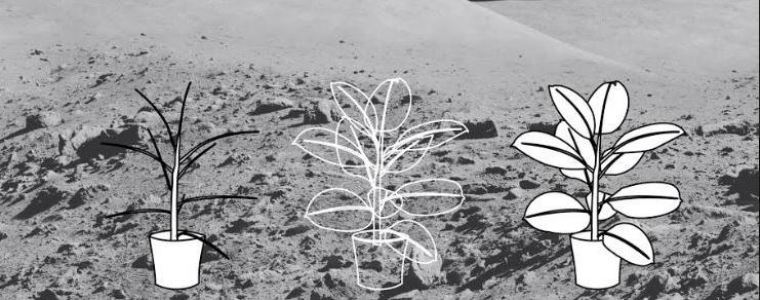 Prirodni okoliš u Kocki