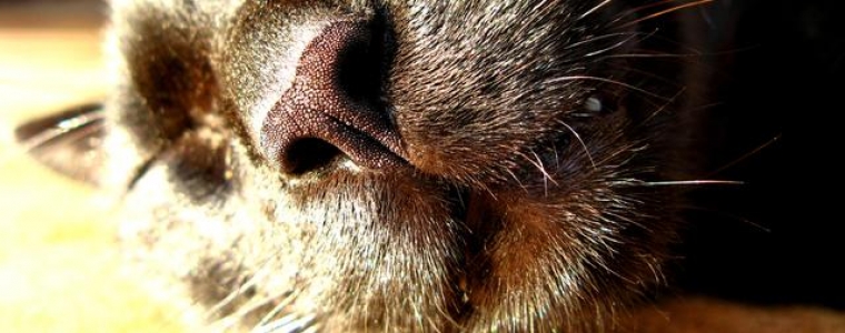 Zaštiti životinje klikanjem!