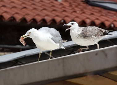 Uživo iz prijestolnice ruganja