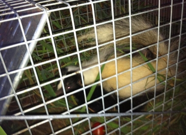 Podmukla kuna podvalila tvoru?