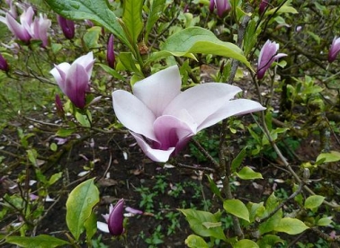 Magnolia Nigra