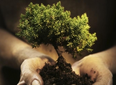 Posadi stablo na Murteru