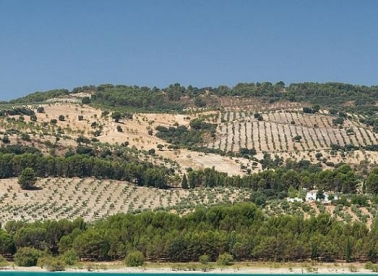 Besplatno uči o maslinarstvu