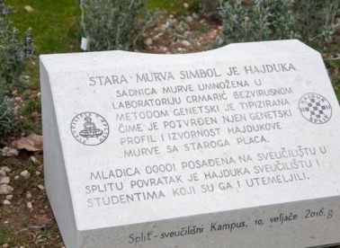 Hajduk, murva i Sveučilište