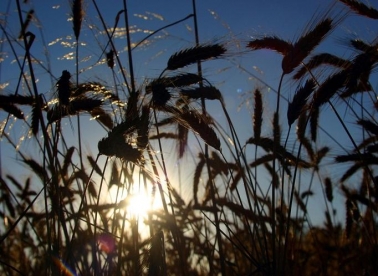 Volontiraj u Italiji!