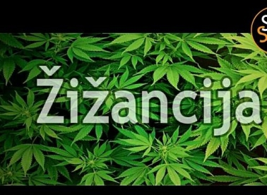 Žižancija u Quasiju