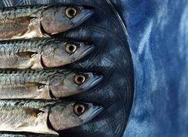 Maturalna izložba ŠLU