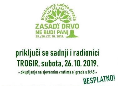 Zasadi drvo u Trogiru!